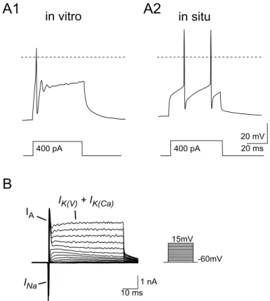 Figure 3.1. Action potentials and total current profiles