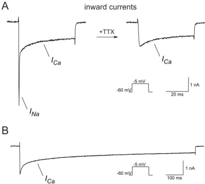 Figure 3.2. Whole cell recording of voltage activated inward currents.