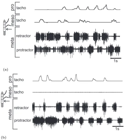 Figure 4.8: (a) Metathoracic protractor and retractor MN activity during front and ipsilateral middle legs stepping