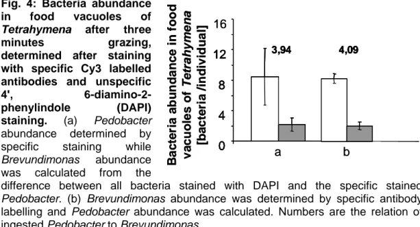 Fig. 4: Bacteria abundance  in food vacuoles of  Tetrahymena after three 