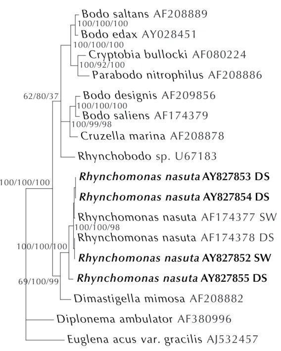 Figure 1.1: Phylogenetic tree of Bodonidæ using NJ (neighbour joining), MP (maximum par- par-simony) and ML (maximum likelihood) methods