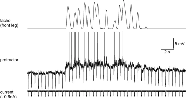Figure 3.8: Membrane resistance was measured by injection of short hyperpolarizing current pulses of 0.6 nA (action potentials truncated)