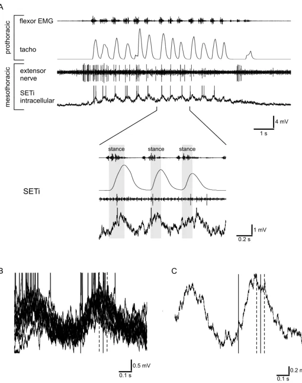 Figure 3.13: A: Intracellular recording of mesothoracic slow extensor tibiae mo- mo-toneuron (SETi) during walking movements of the ipsilateral front leg (RP: -51 mV; action potentials truncated)
