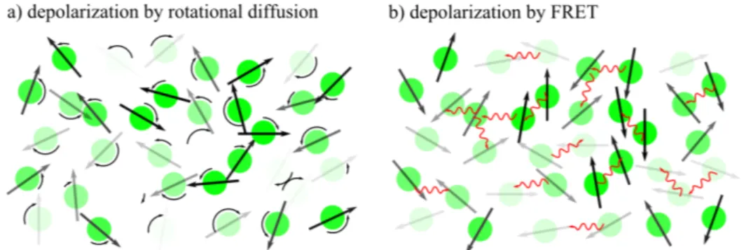 Figure 2.5: Schematic representation of depolarization by rotational diffusion and FRET