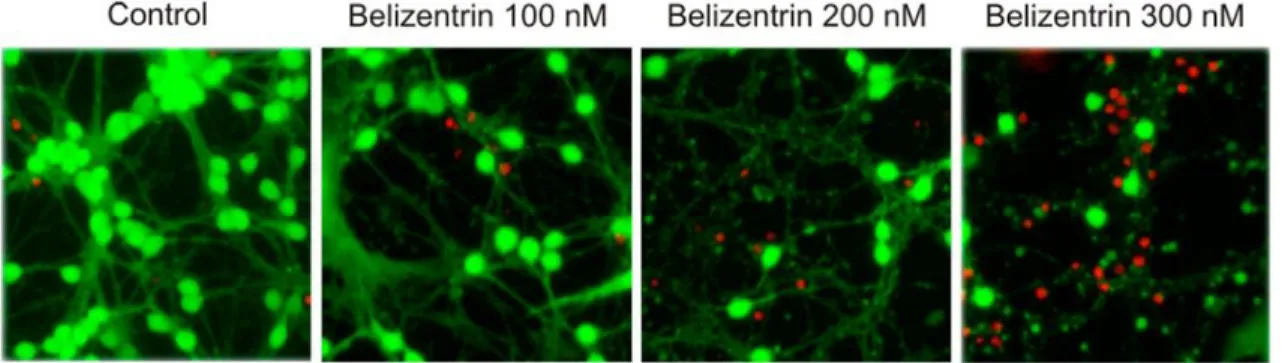Figure 3.6: Results of the biological assay, part A (fluorescence photomicrographs of neurons before and after exposure  to belizentrin (18) for 24 h; bright green: vivid neurons; neurites and dead neurons did not retain any fluorescein; red: 