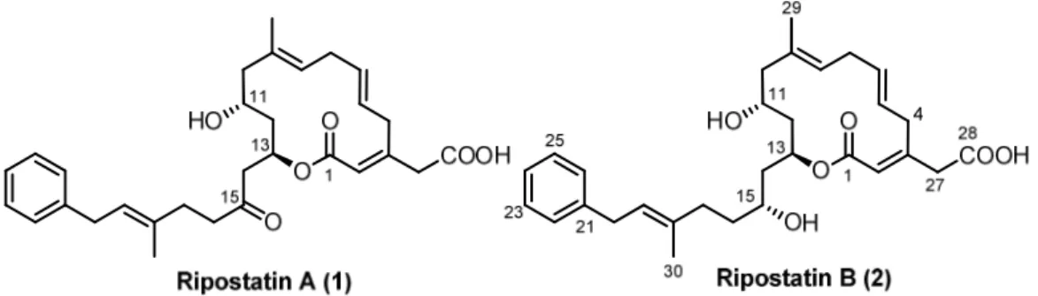 Abbildung 4: Ripostatin A (1) und Ripostatin B (2). ). Die Nummerierung wurde aus der Veröffentlichung  übernommen, in der die Isolierung und Strukturaufklärung berichtet wurde