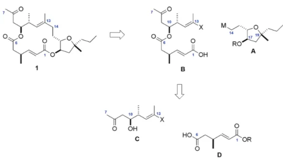 Abbildung 6 Aufbau von Amphidinolid X (1) über die Veresterung des Disäure- Disäure-fragments D und Alkohol C als Primärschritt