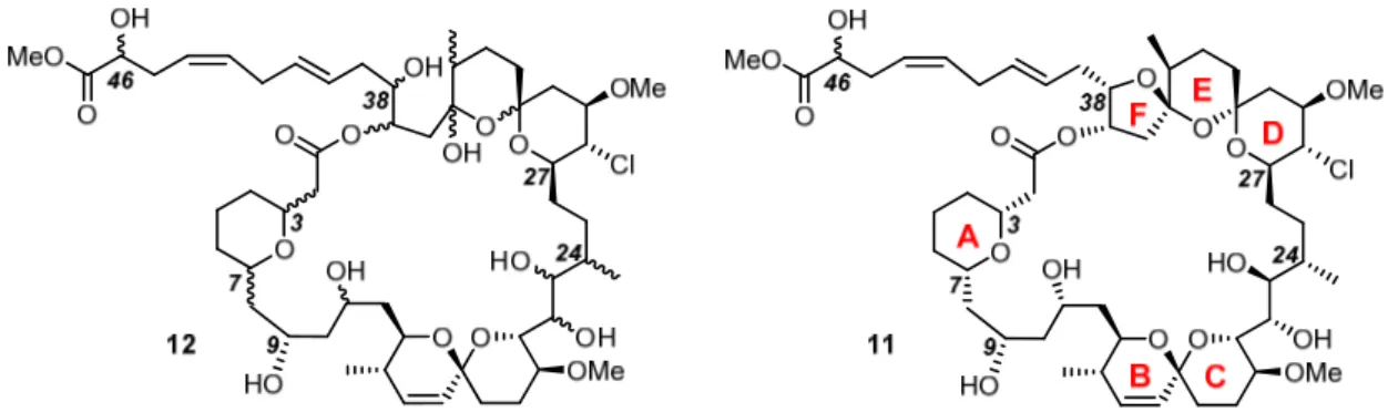 Abbildung 5 Ursprünglich publizierte (links) und revidierte Struktur von Spirastrellolide A Methylester (rechts)