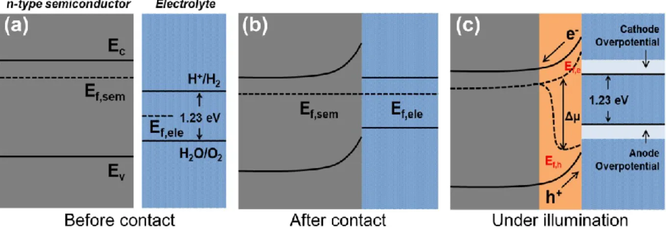 Figure 3 Illustrations of semiconductor-electrolyte interfaces at stages of (a) before contact,  (b) after contact and (c) under illumination