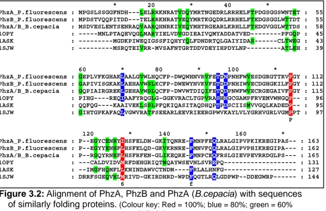 Figure 3.2: Alignment of PhzA, PhzB and PhzA (B.cepacia) with sequences  of similarly folding proteins