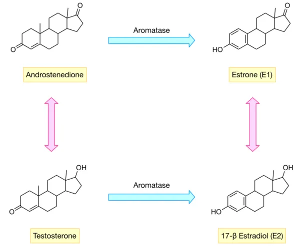 Figure 1: Summary of estrogen biosynthesis pathway as mediated by aromatase. 