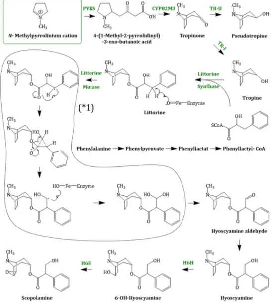 Figure 4. Scopolamine biosynthesis, starting with the N-methylpyrrolinium cation; PYKS = polyketide  synthase; CYP82M3 = cytochrome P450 enzyme; TR-I/II = tropinone reductase I/II; littorine synthase  (sequence not known); littorine mutase/monooxygenase (C