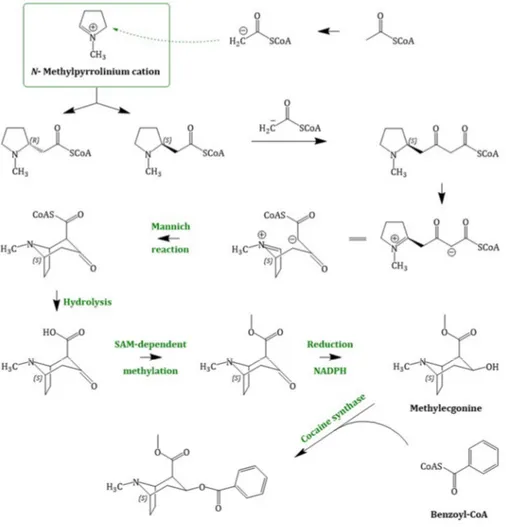 Figure 5. Cocaine biosynthesis, starting with the intermediate N-methyl-Δ 1 -pyrrolinium cation; only  less information regarding the enzymatically involvement is proven