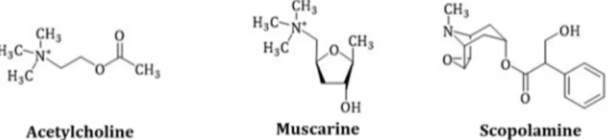 Figure 2. Comparison of the chemical structures of acetylcholine, muscarine and scopolamine