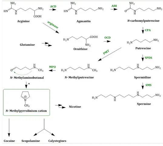 Figure 3. Joint steps of the early TA biosynthesis; ACD = arginine decarboxylase; AIH = agmatine  deiminase; OCD = ornithine decarboxylase; CPA = N-carbamoylputrescine amidase; PMT =  putrescine  N-methyltransferase; SPDS = spermidine synthase; SMS = sperm
