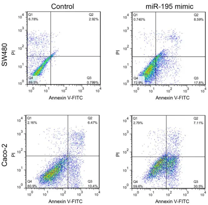 Figure 3: Flow cytometric assessment of the apoptosis rate in SW480 and Caco-2 cells 7 days after  miR-195 or mock transfection using Annexin V-FITC/PI staining and flow cytometry