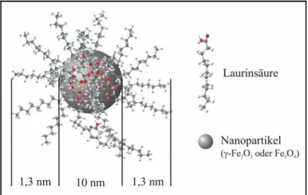 Abbildung 53: Schema eines ferromagnetischen Nanopartikel mit einfacher Adsorptionsschicht einer Fettsäure  [214] 