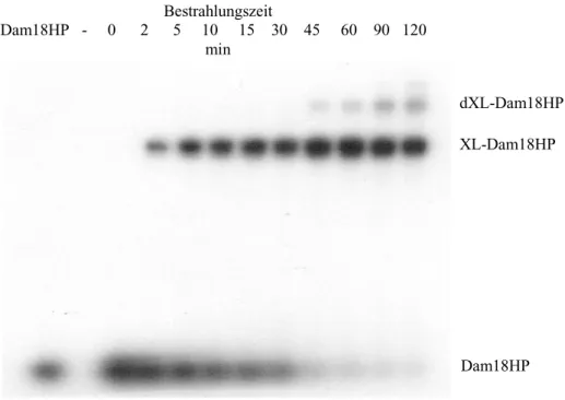 Abb. 6: Autoradiodiagramm (DNA-Detektion) des zeitlichen Reaktionsverlaufs der Bestrahlung von 2 µM Dam18HP mit Dam DNA-MTase in Gegenwart von 100 µM AdoMet.