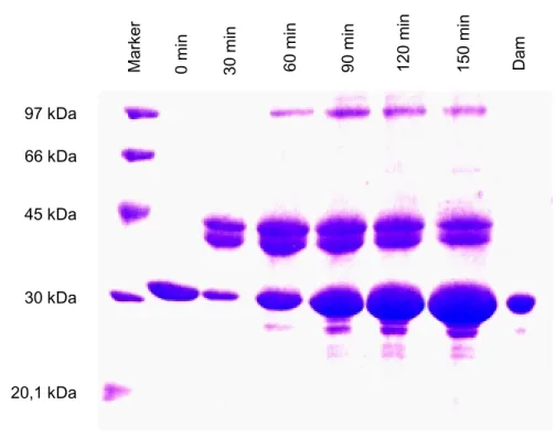Abb. 8: Denaturierende PAGE (Protein-Detektion) der Crosslinking -Reaktion von Hairpin-ODN (25 µM) mit Dam DNA-MTase in Gegenwart von AdoMet (100 µM).