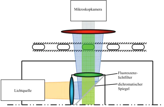 Abbildung 2.7: Schematische Darstellung des Aufbaus zur Benutzung der Motic Kamera mit dem Olympus  Auflichtfluoreszenzsystems 