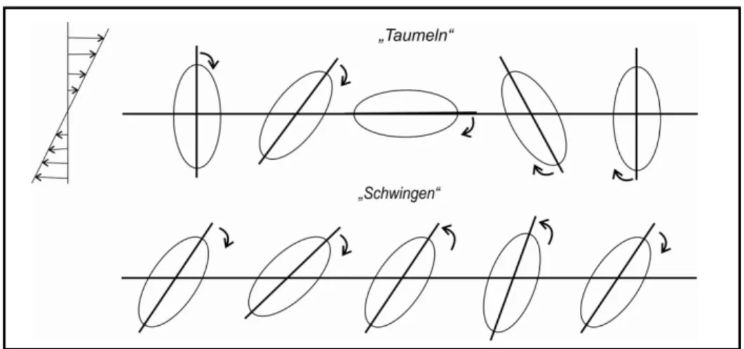 Abb. 2-26:  „Taumeln“ und „Schwingen“: Bewegungsdynamik für ellipsoidale Mikrokapseln im Scherfeld  [35] 
