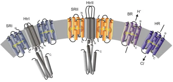 Abb. 1.1: Transmembrane Anordnung der archaebakteriellen Rhodopsine aus H. salinarum. Die  zytoplasmatische Seite befindet sich in dieser Abbildung unterhalb der Membran, der extrazelluläre  Raum oberhalb