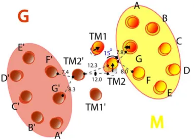 Abb. 1.7: Modell für die Signalübertragung durch lichtinduzierten Auswärtsbewegung der Helix F und  Rotationsbewegung der TM2 basierend auf ESR-Daten (Klare et al., 2004)