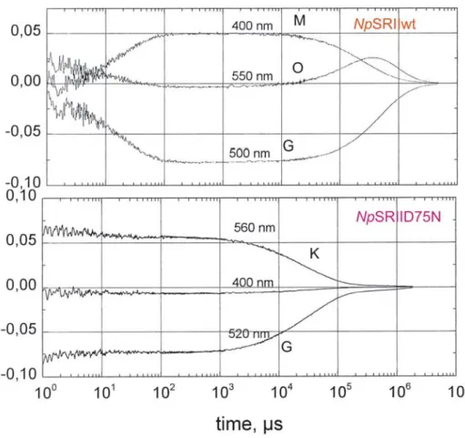 Abb. 1.9: Blitzlichtphotolyse von NpSRII wt (oben) und der D75N-Mutante (unten). Das  Absorptionsmaximun des Grundzustands (G) bei der D75N-Mutante ist um 20 nm verschoben und es  kann kein M-Intermediat detektiert werden