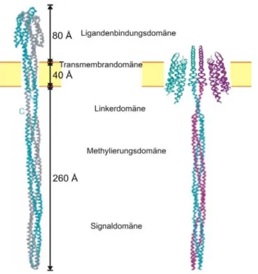 Abb. 1.10: Modell des eubakteriellen Chemorezeptors (links) und eines SRII/HtrII Komplexes aus N