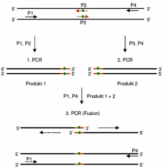 Abb. 2.1: Schema der Overlap Extension-Methode zur Einführung ortsspezifischer Mutationen (Ho et  al., 1989)