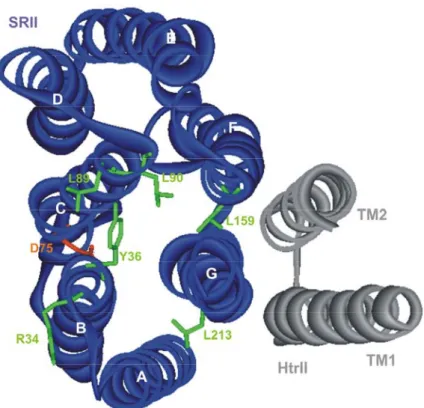 Abb. 3.1.1: Kristallstruktur des Rezeptor-Transducer-Komplexes NpSRII-NpHtrII 157  [1H2S] mit  ausgewählten Positionen für Spinmarkierung