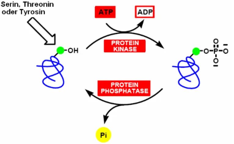 Abbildung  16:  Phosphorylierungs-  und  Dephosphorylierungs-Reaktionen  katalysiert  durch Kinasen bzw