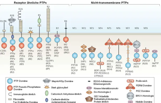 Abbildung 17: Strukturelle Subtypen der Familie der Phosphatasen. (Tonks, 2006)  [59]  Die  unterschiedlichen  Strukturmotive  der  Domänen  sind  durch  Symbole  (Erläuterung  in  der  Legende) definiert
