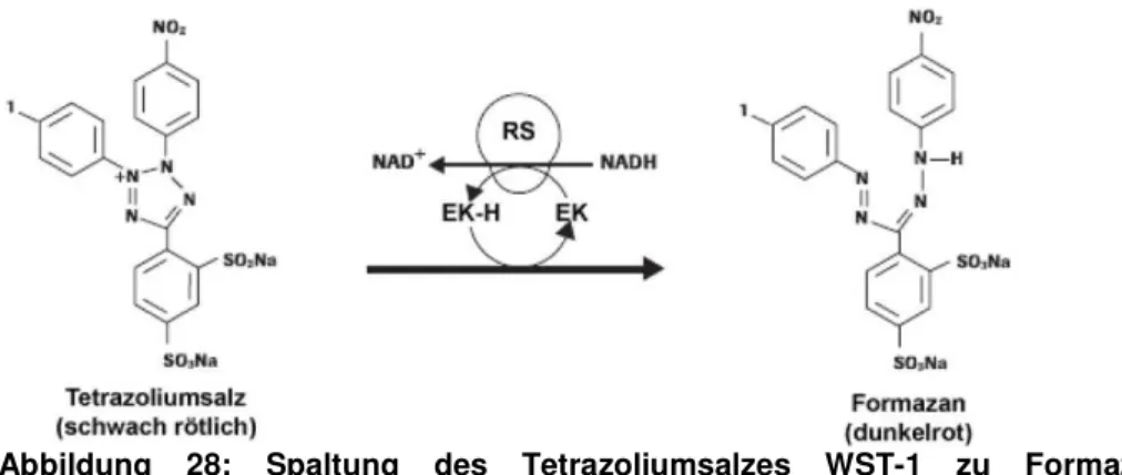 Abbildung  28:  Spaltung  des  Tetrazoliumsalzes  WST-1  zu  Formazan.  EK  =  Elektronenkupplungsreagenz, RS = mitochondriales Succinat-Tetrazolium Reduktase System 