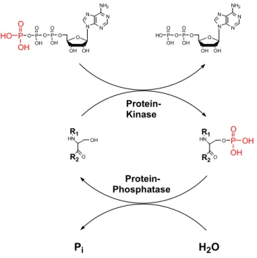 Abb. 7: Protein-Phosphorylierungszyklus. Die Phosphorylierung des Aminosäurerests (hier: Serin) erfolgt  durch spezifische Protein-Kinasen, die Dephosphorylierung durch spezifische Protein-Phosphatasen