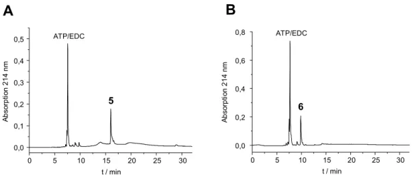 Abb. 14: HPLC-Chromatogramme der Testabspaltung der Fmoc-Gruppe. (A) Kopplung von ATP/EDC mit  Petid 4 führt zu dem geschützten Addukt 5
