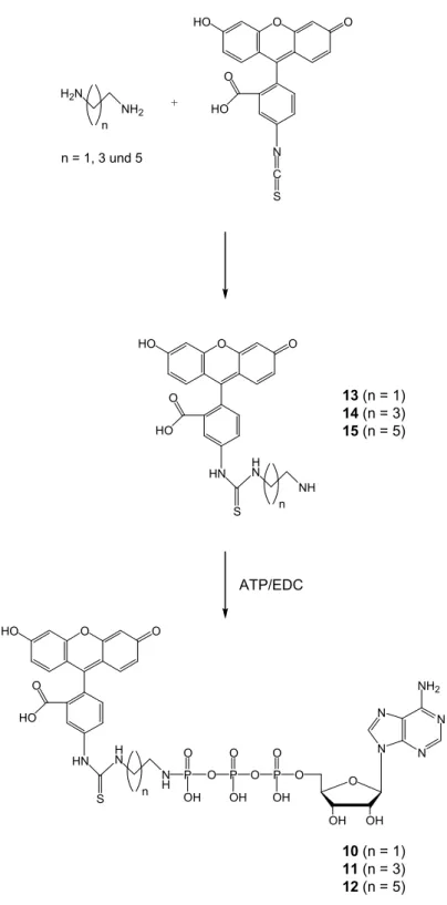 Abb. 22: Alternatives Syntheseschema für die P 3 -(N-FITC-aminoalkyl-amino)-P 1 -adenosin-triphosphate 10, 11  und 12 über die N-FITC-aminoalkyl-amine 13, 14 und 15