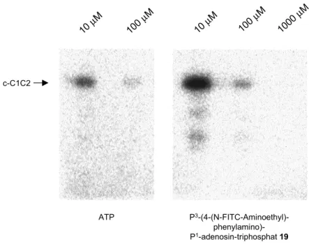 Abb. 27: Autoradiogramme der Verdrängung von [γ- 32 P]-ATP durch ATP und P 3 -(4-(N-FITC-Aminoethyl)- -(4-(N-FITC-Aminoethyl)-phenylamino)-P 1 -adenosin-triphosphat 19 bei der Phosphorylierung von c-C1C2 durch PKA-C