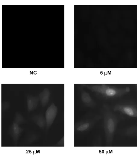 Abb. 28: Fluoreszenzmikroskopische Aufnahmen von HeLa-Zellen nach Transfektion mit verschiedenen  Konzentrationen von P 3 -(4-(N-FITC-Aminoethyl)-phenylamino)-P 1 -adenosin-triphosphat 19