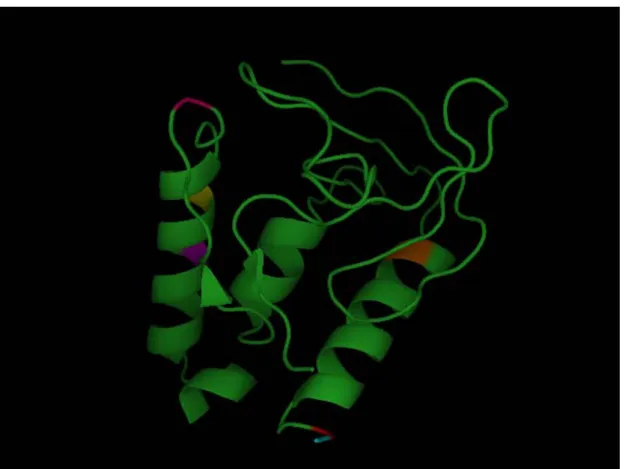 Abbildung 7: Die Abbildung zeigt die Kristallstruktur der „PHS V66K“ Mutation der Staphylokokken  Nuklease (PDB: 2snm)