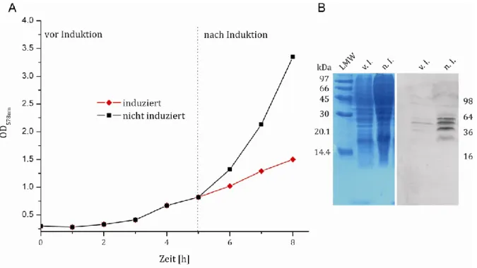 Abbildung 12: A) Wachstumskurve von S. cerevisiae; B) 18 %iges SDS-Polyacrylamid-Gel nach Lämmli mit  Coomassie gefärbt und anschließendem immunologischen Nachweis von Kre5p-GFP-Gas1p nach Western  Transfer mit anti-GFP Antikörper; v