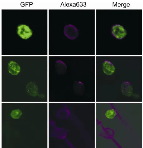 Abbildung 23: Immunofluoreszenzanalyse von GFP-GPI in Hefezellen mit anti-GFP Erstantikörper und  Alexa633-konjugiertem Zweitantikörper