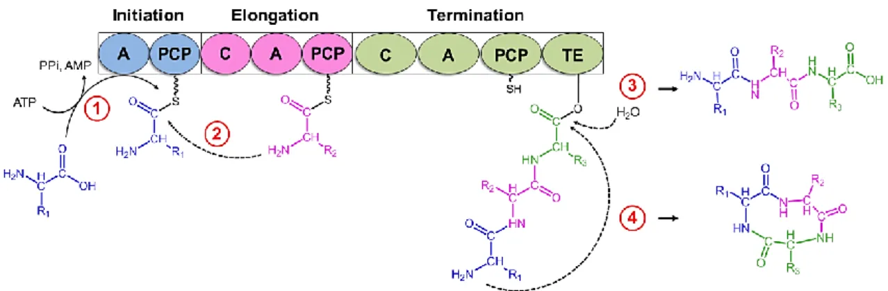 Abbildung  3:  Biosynthese  eines  nichtribosomalen  Peptids.  (1)  Die  A-Domäne  des  Initiations- Initiations-Moduls  selektiert  eine  Aminosäure,  aktiviert  und  leitet  diese  anschließend  an  die   PCP-Domäne