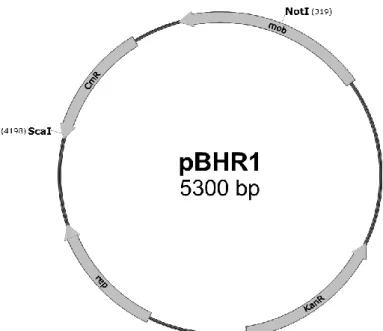 Abbildung A1: Der broad-host-range Vektor pBHR1. 213  Cm R , Chloramphenicol-Resistenz; Kan R ,  Kanamycin-Resistenz; mob, Mobilisierungs-Gen; rep, Replikationsgen