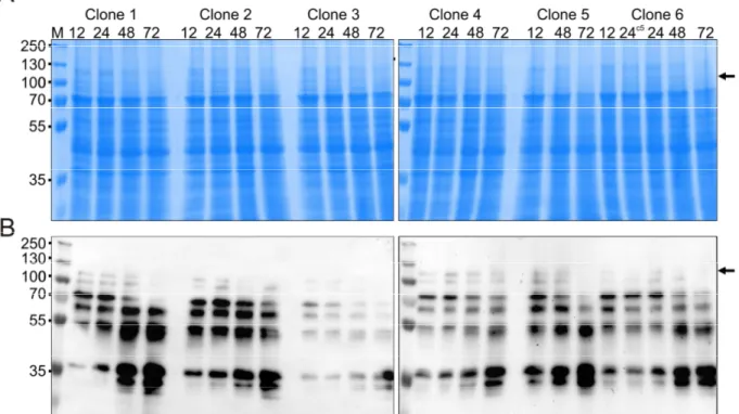Figure 8: Clone selection of P. pastoris KM71 transformed with (natural) AtNR1 DNA for expression