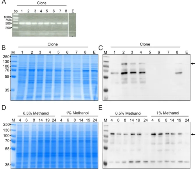 Figure  9:  Clone  selection  of  P.  pastoris  KM71  transformed  with  the  codon-optimized  AtNR1  DNA  for  expression