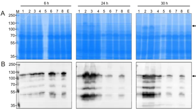 Figure 10: Clone selection of P. pastoris GS115 with the codon-optimized AtNR1 DNA for expression