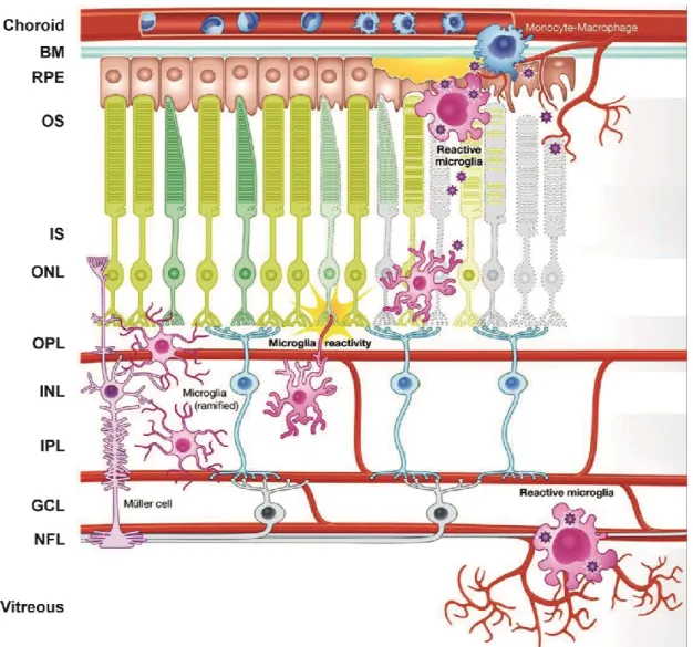 Figure  4:  Schematic  representation  of  microglia  reactivity  in  the  retina.  Under  steady state conditions, microglia reside in the plexiform layers where they  contribute  constitutively to maintaining neuronal synaptic structures, engage in phago