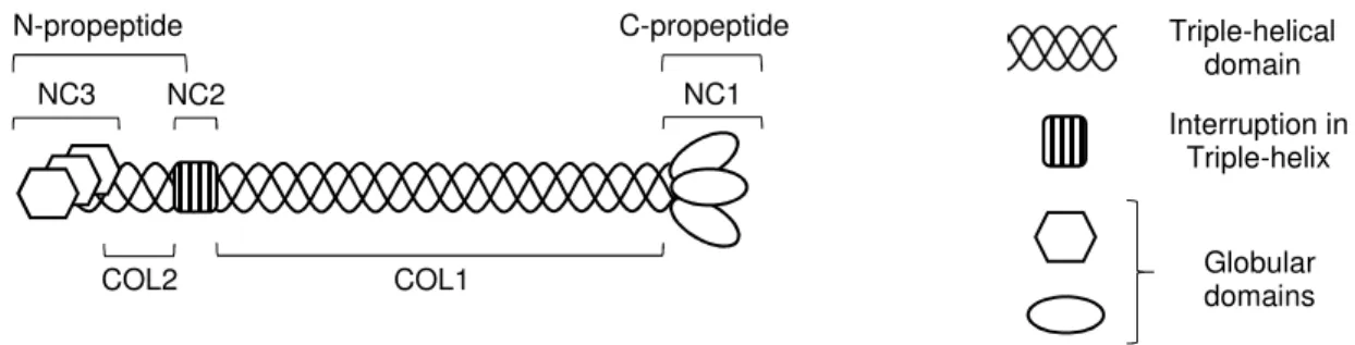 Figure 1.1 shows the domain organization of a prototypical fibrillar collagen. Collagenous domains  (COL) and non-collagenous domains (NC) are numbered proceeding from C- to N-terminus (this is  consistent for all fibrillar collagens, but there are cases i