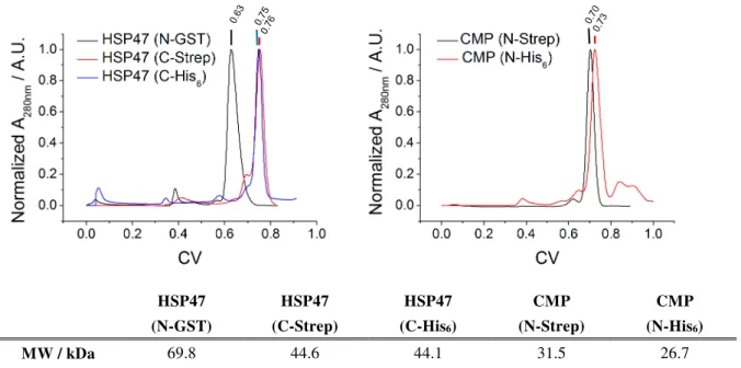 Figure 3.1 │ Size-exclusion chromatograms of protein constructs. Displayed are typical SEC elution profiles  of wild-type HSP47 (top left) and CMP (top right) constructs